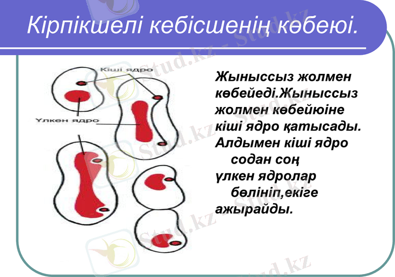 Slide 11