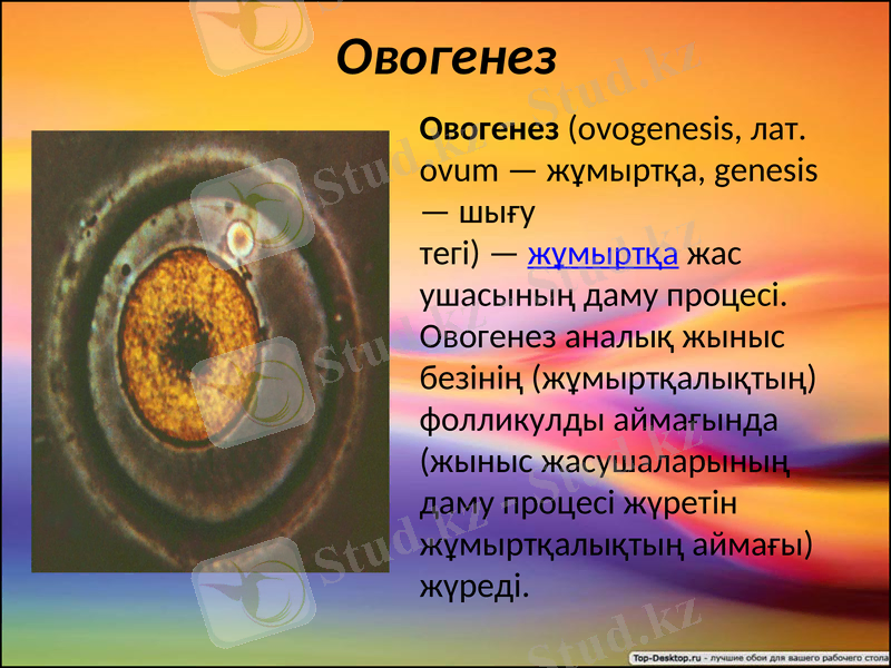 Slide 11