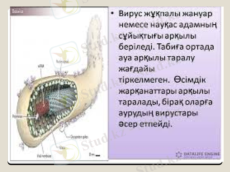 Slide 7