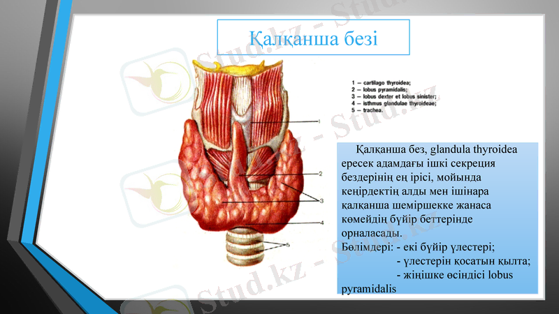 Slide 9