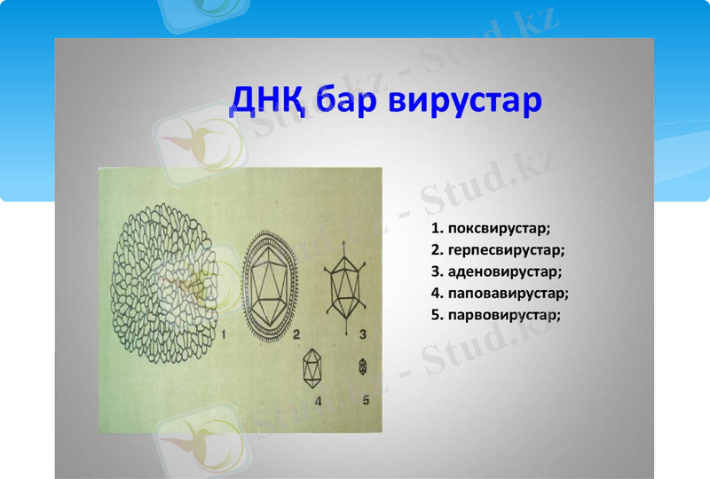 Slide 8