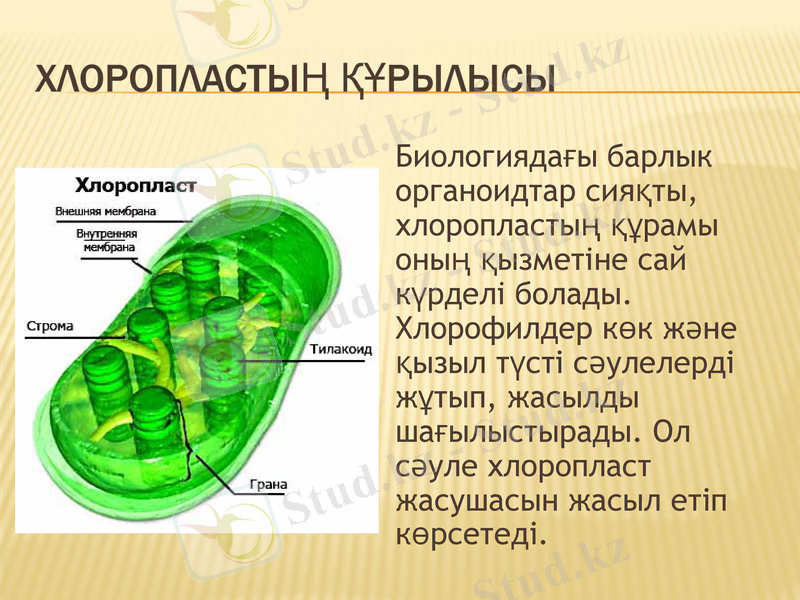 Slide 7