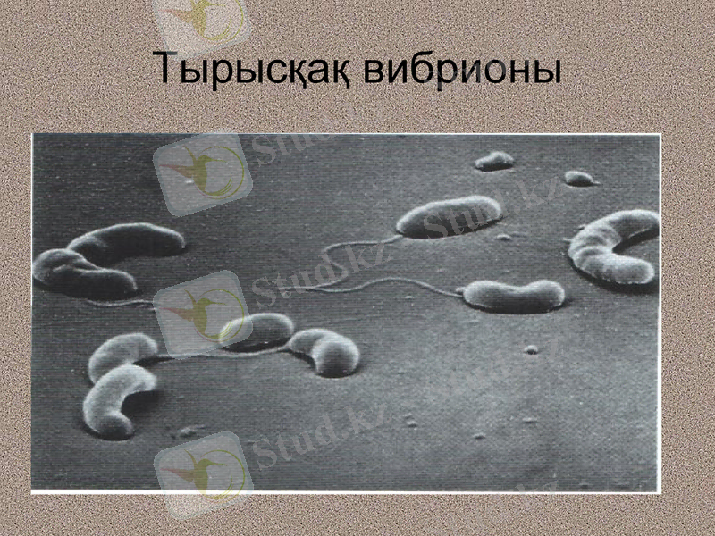 Slide 8