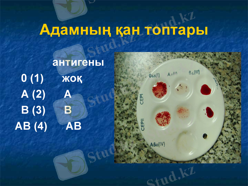 Slide 7