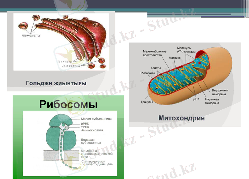 Slide 9