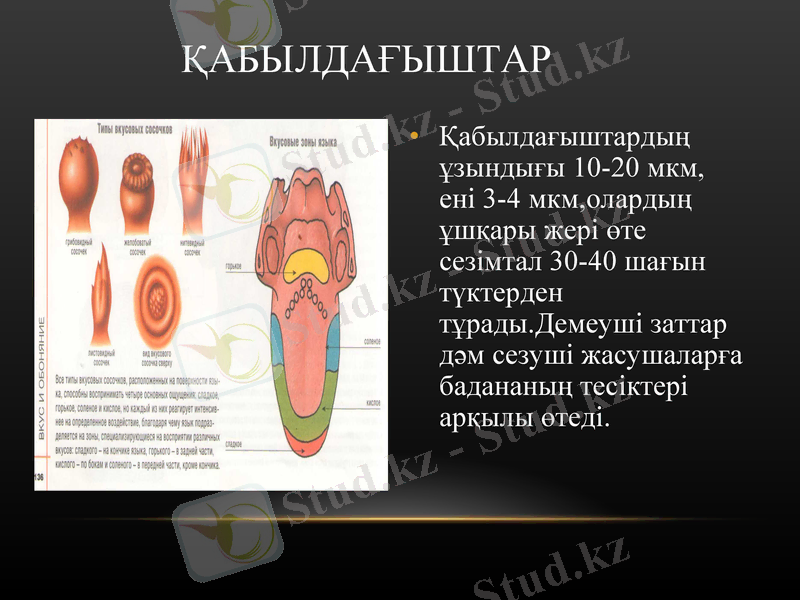Slide 7