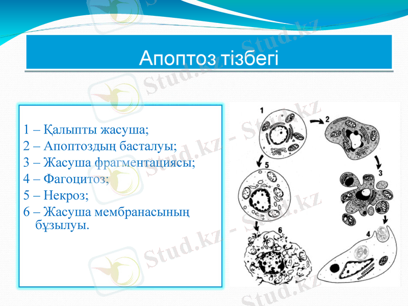 Slide 11