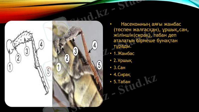 Slide 11