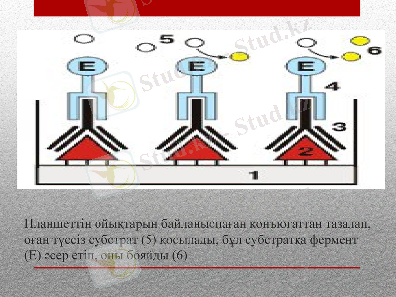 Slide 13